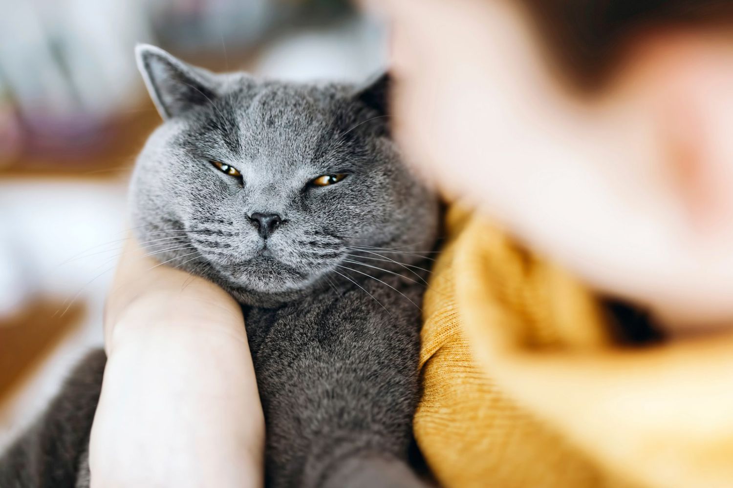 Chartreux Cats: Silent Observers with a Soft Purr