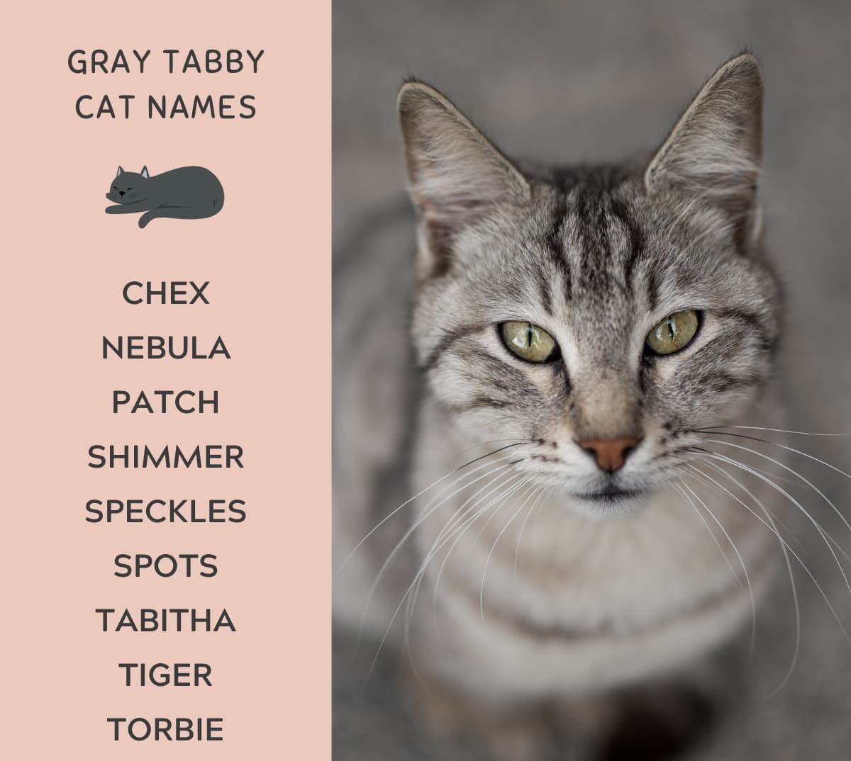 75 Gray Cat Names