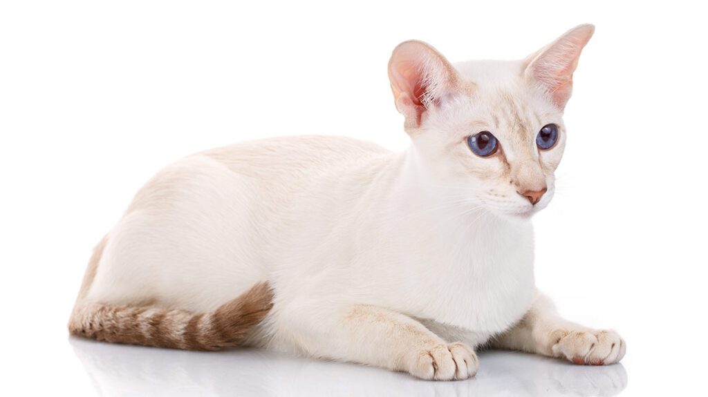 Colorpoint Shorthair Cats: Colorful Cousins of Siamese