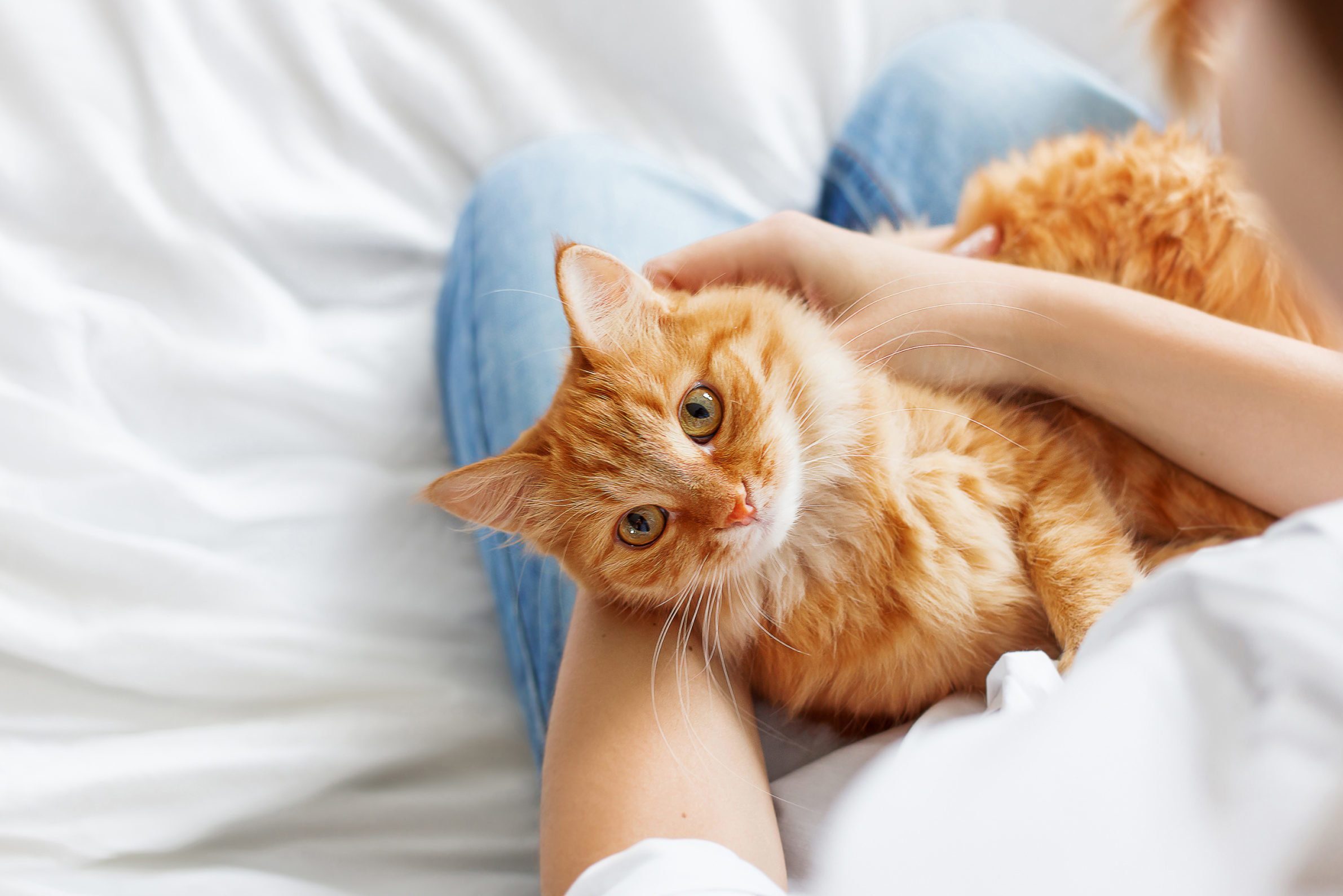 Household Favorites: Popular Cat Breeds You'll Love