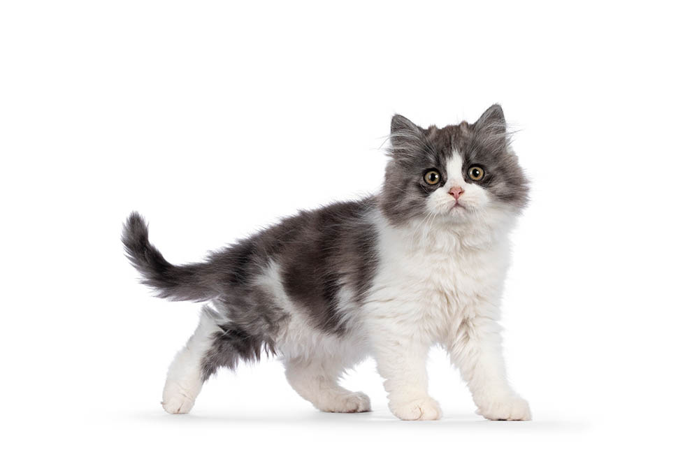 Cymric Cats: A Blend of Beauty  Breed Traits  & Care