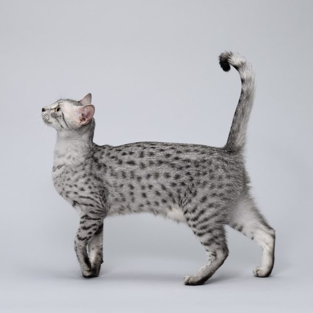 Egyptian Mau Cats: Dive into Ancient Feline Beauty