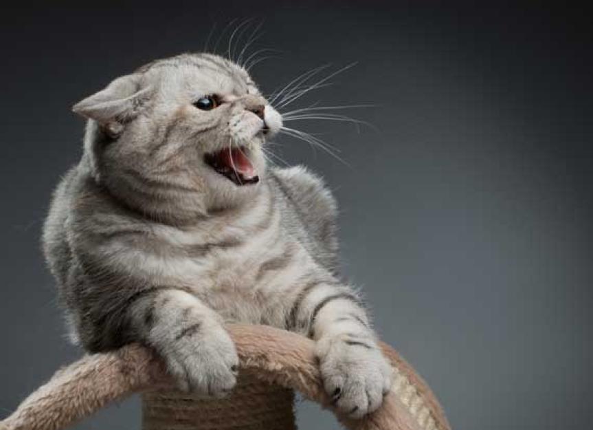 Fear No More: Training Cats to Be Calm and Cool