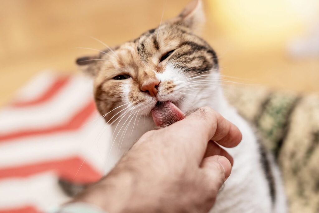 Kind Kitty: Training Your Cat to Be Gentle