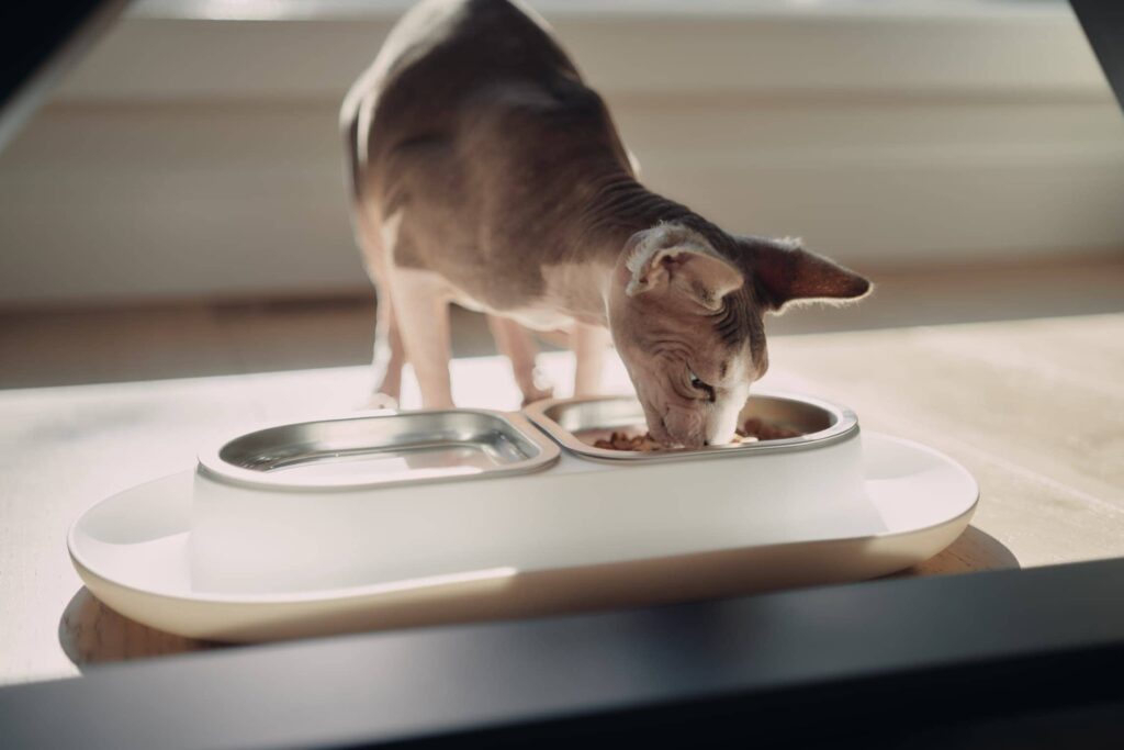 Bowl Basics: Picking the Perfect Food and Water Bowls for Cats