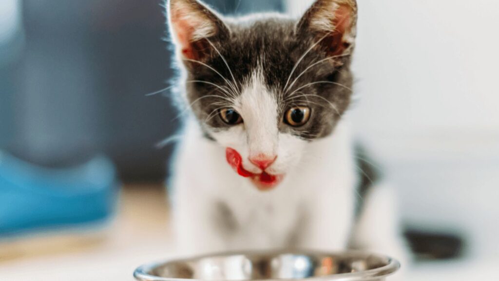 Choosing the Best Food for Kittens