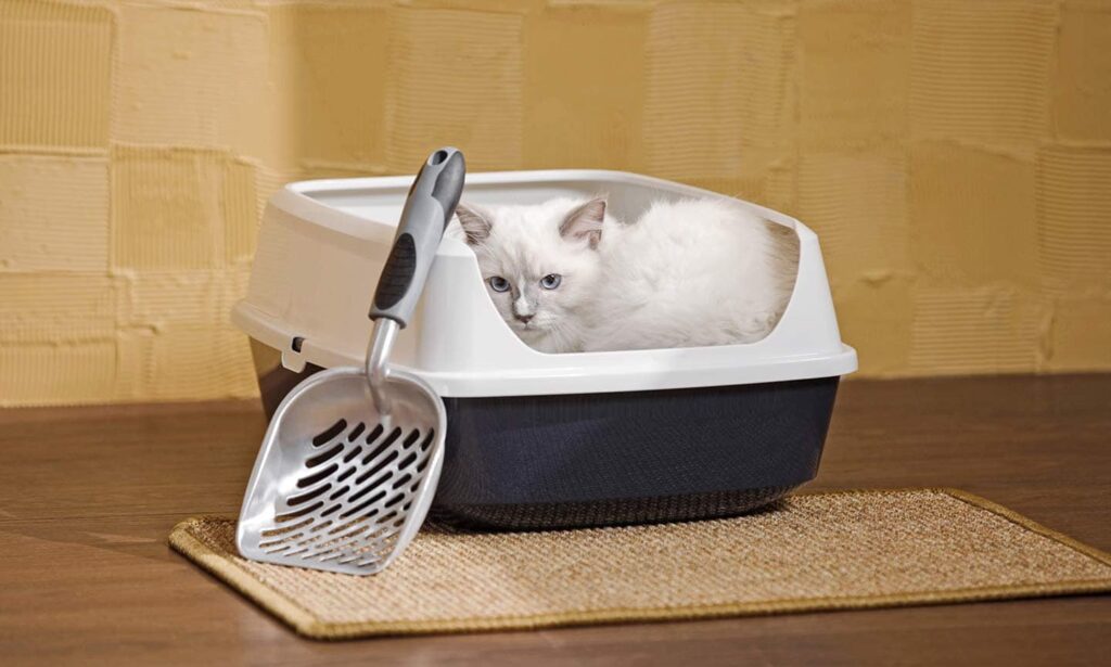 Kitten's First Steps! Guide to Litter Box Training