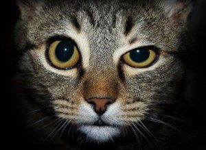 Green-Eyed Kitties: Understanding Cat Jealousy