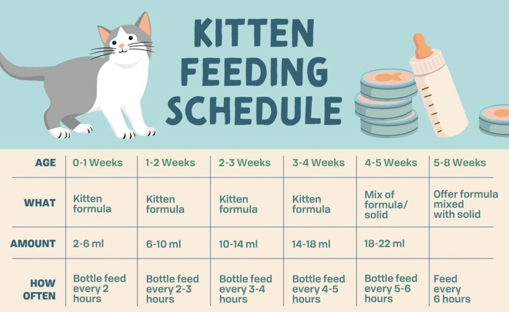 Kitten Feeding Schedule: How Much Food Kittens Need