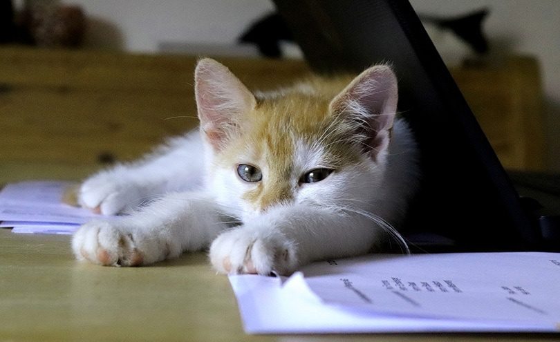 Paper Munchers: Why Cats Love Paper & How to Distract Them