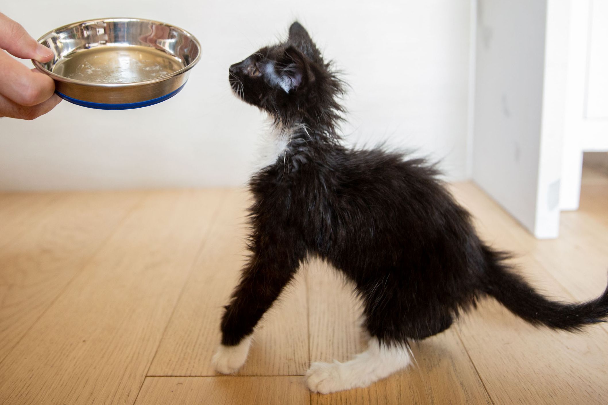 Paw-dance Ritual: Why Cats Paw the Floor After Eating