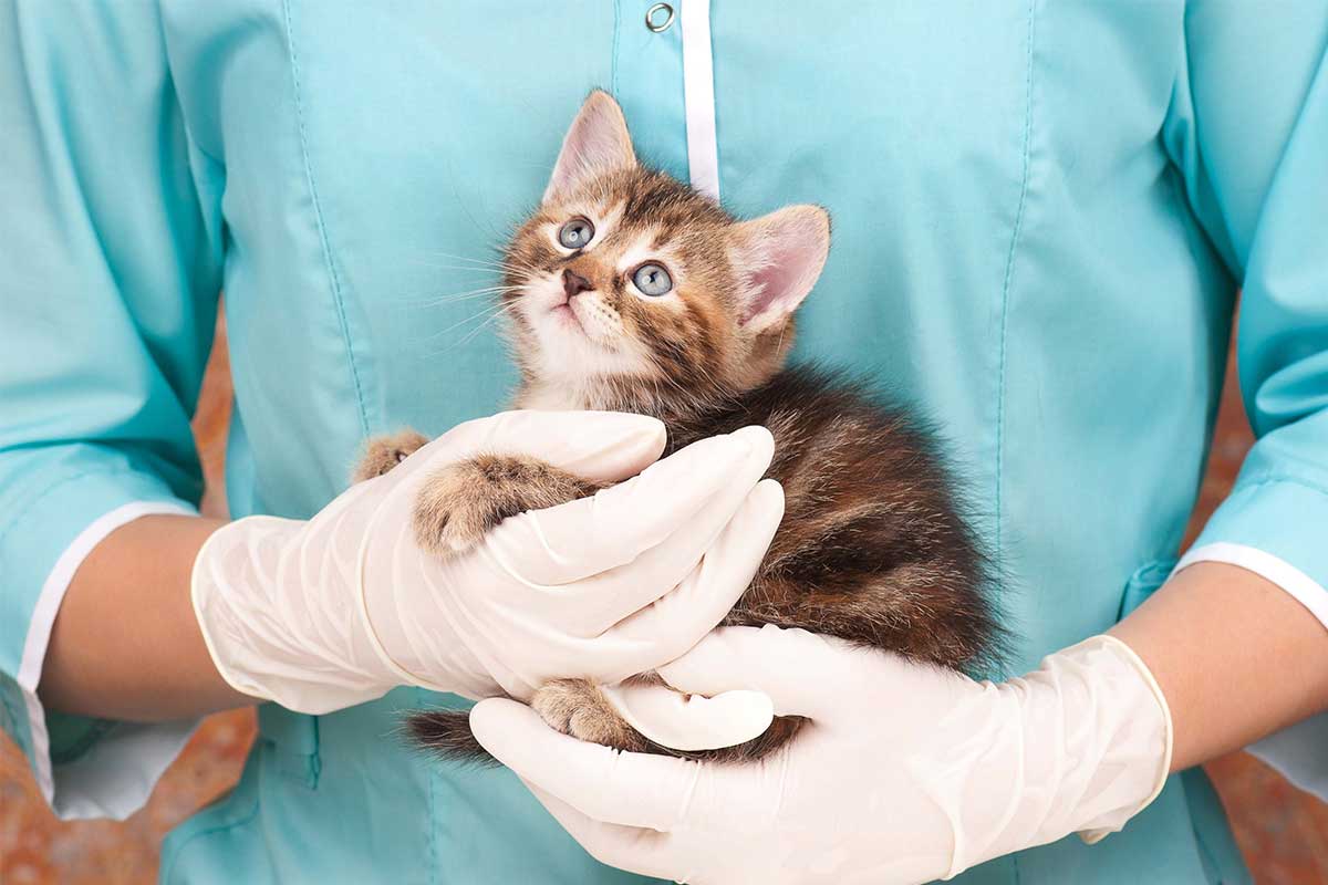 What to Expect With Your Kitten's First Vet Visit