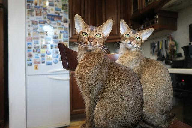 Abyssinian Cats: Ancient Playful Spirits