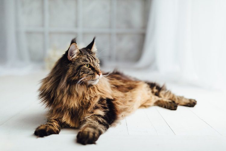 Gentle Giants: Exploring the Largest Domesticated Cat Breeds