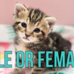 Boy or Girl? How to Determine Your Cat's Gender