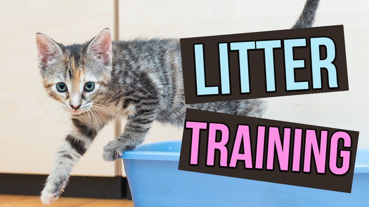 Training Your Kitten to Use the Litter Box