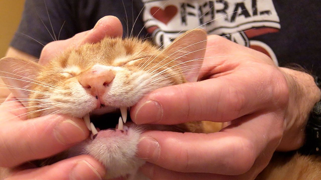 How to Brush Your Cat's Teeth