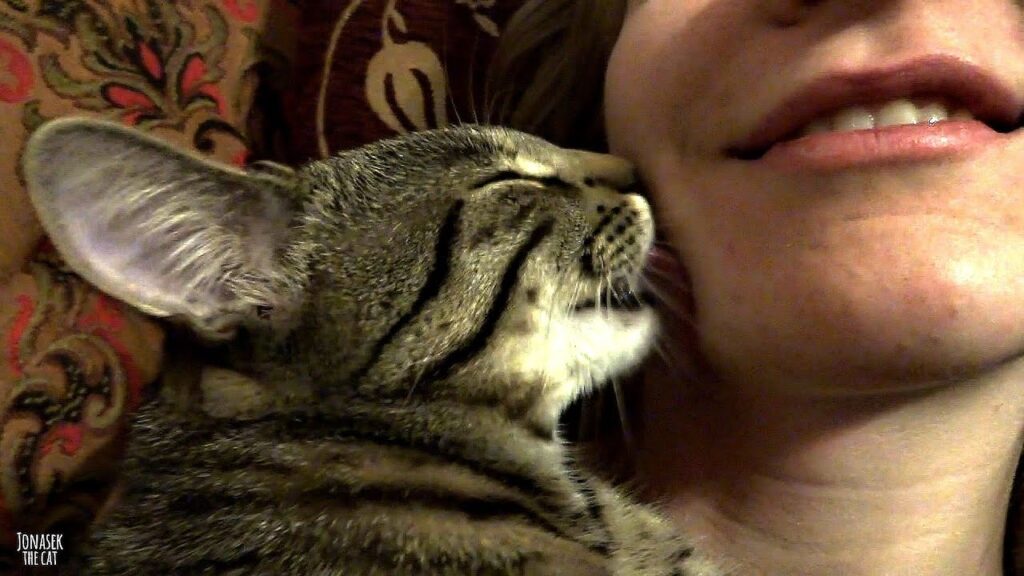 Kitty Kisses: When Cats Lick You