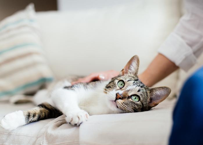 Why Won't Your Adult Cat Play?