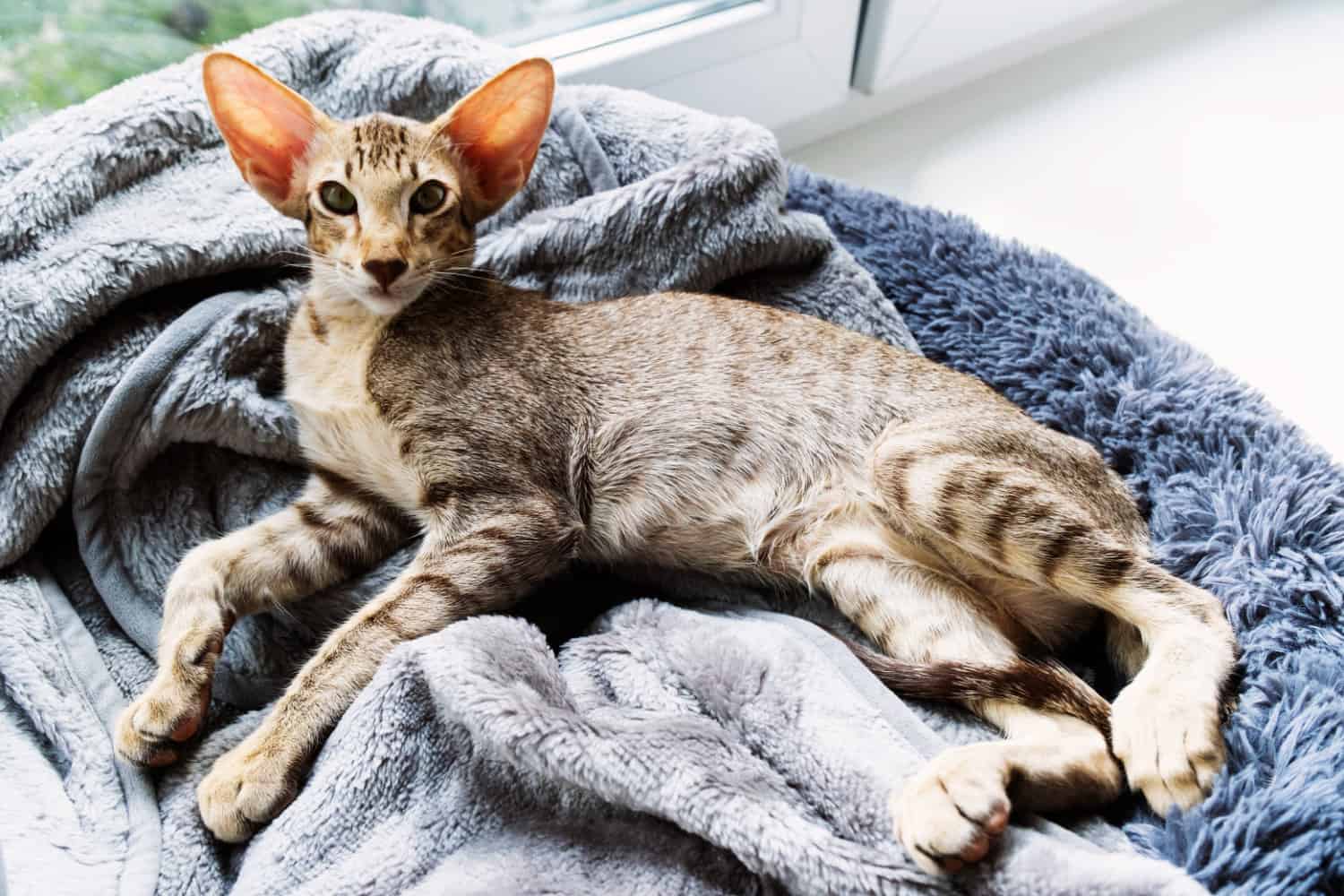 Oriental Shorthair Cats: Sleek Charm in Every Step