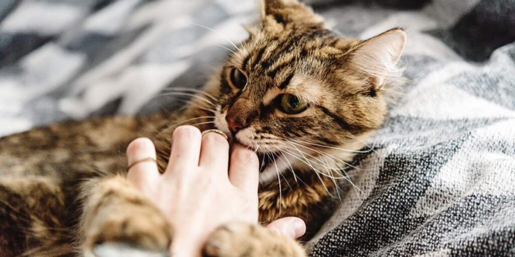 Soft Paws: Stopping Aggression During Petting