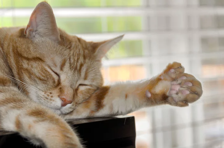 7 Amazing Facts About Polydactyl Cats