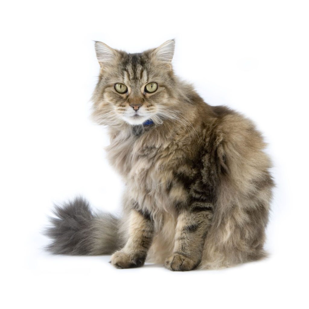 Ragamuffin Rundown: A Detailed Cat Breed Profile