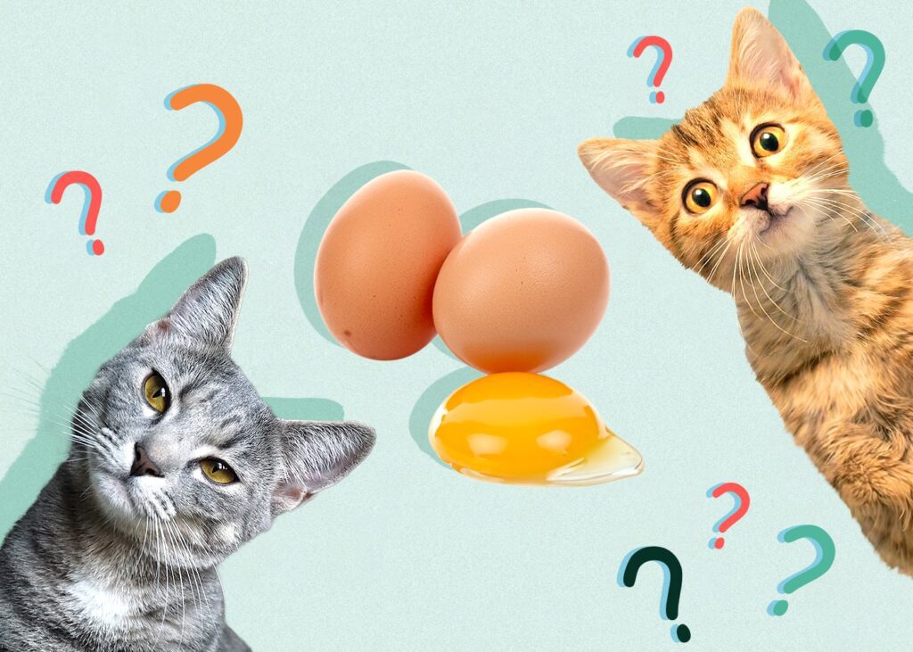 Egg-citing Facts: Can Cats Eat Raw Eggs?