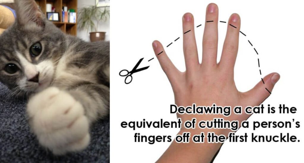 Thinking of Declawing Your Cat? Read This!