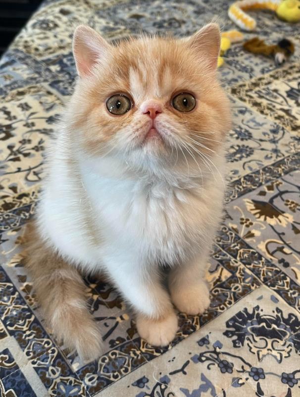 Exotic Shorthair Cats: Fluffy Dreamers for Cat Lovers