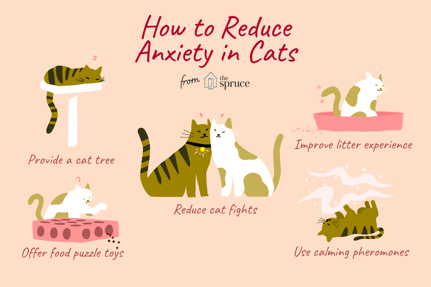 Zen Kitties: Training a Calmer  Less Anxious Cat