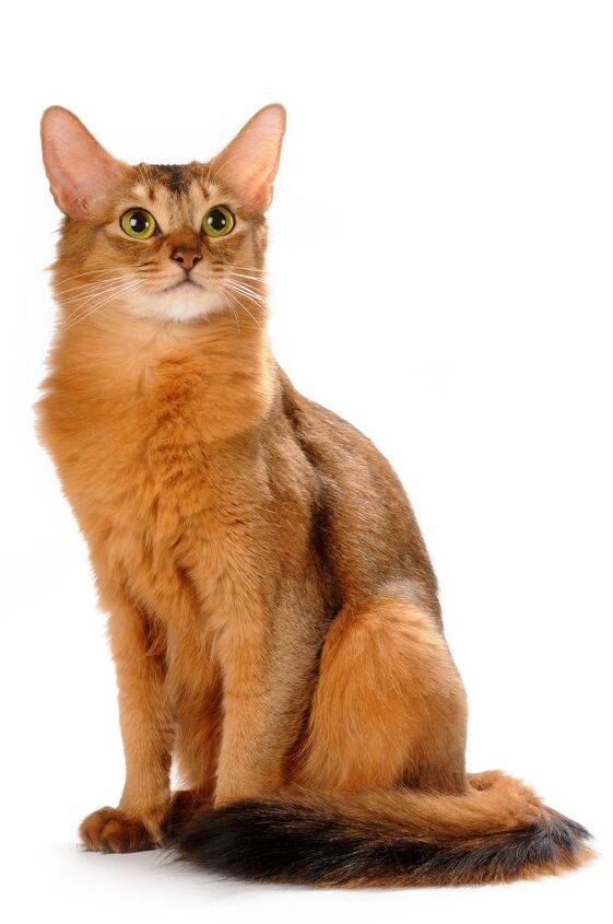 Somali Cats: A Blend of Beauty  Breed Traits  & Care