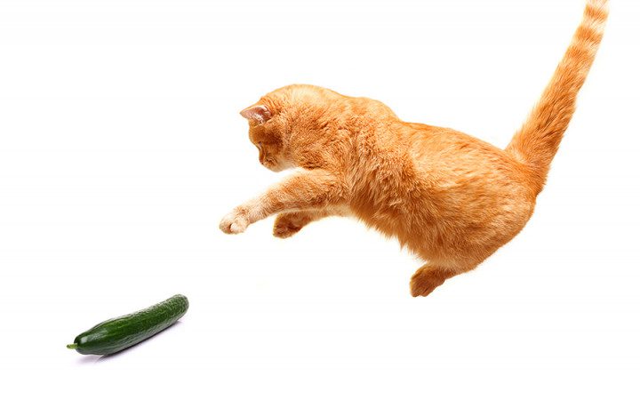 Cucumber Scares: The Feline Fear of Cucumbers