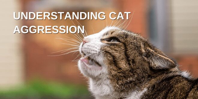 Play or Prey? Decoding Cat Aggression