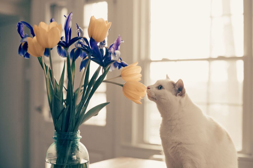 Any Cat's Sense of Smell Is Used for All Aspects of Survival