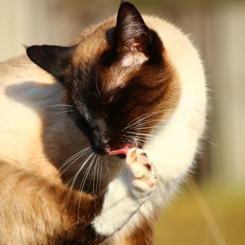 Amazing Self-care: Cats Grooming Rituals