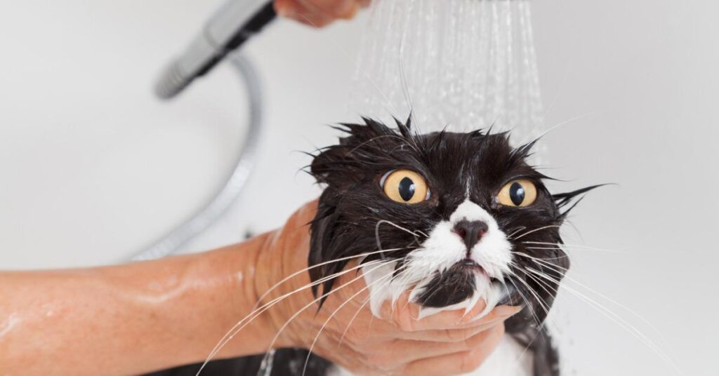 Water Woes: Why Cats Are not Fans