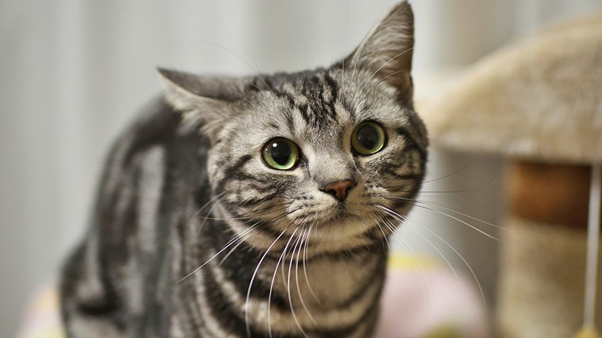 American-Shorthair Cat