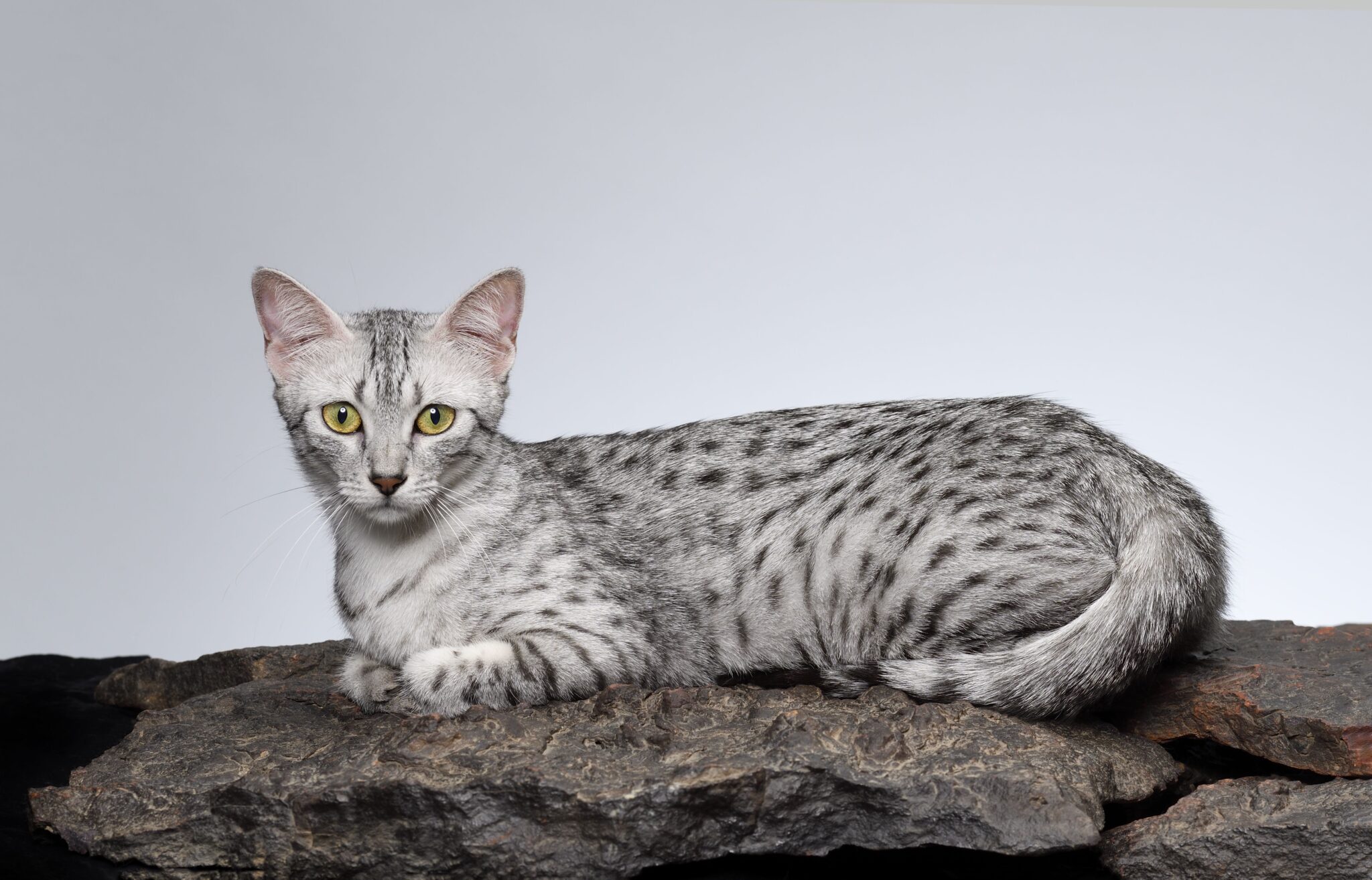 Egyptian Mau Cats: Dive Into Ancient Feline Beauty - WildCreaturey