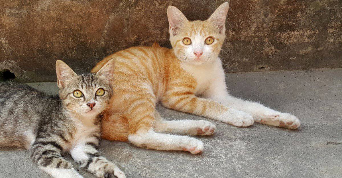 Javanese-Cats