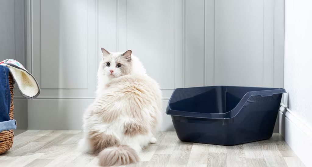 Mystery-Solved-Why-Cats-Skip-The-Litter-Box-_-How-To-Fix-It