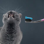 catbrush