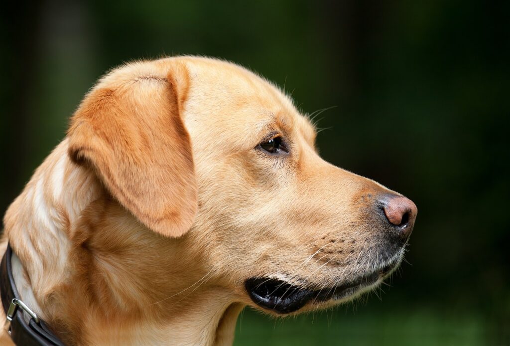 dog, labrador, pet-1194083.jpg