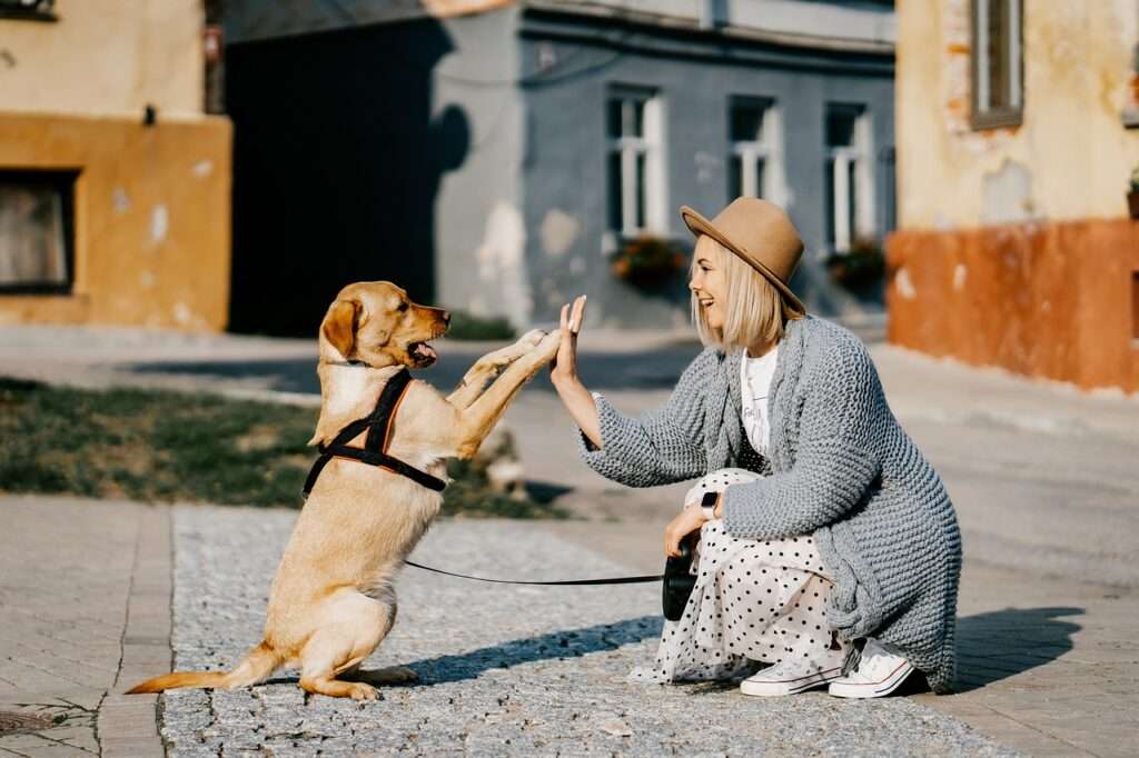 girl, dog, pet-5623231.jpg