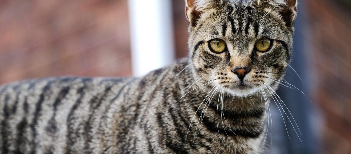 Striped Secrets: Unraveling the Origin of Tabby Cats