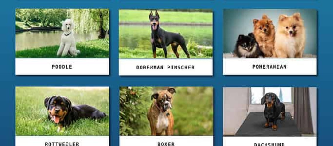 10 Best Dog Breeds From Germany-WildCreaturey