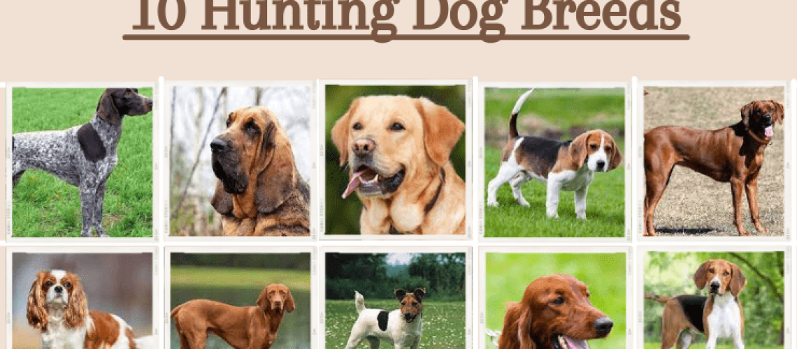 10 Best Dog Breeds for Hunting-WildCreaturey