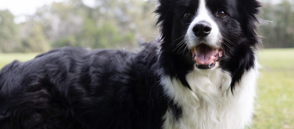 10 Best Dog Breeds for Obedience-WildCreaturey