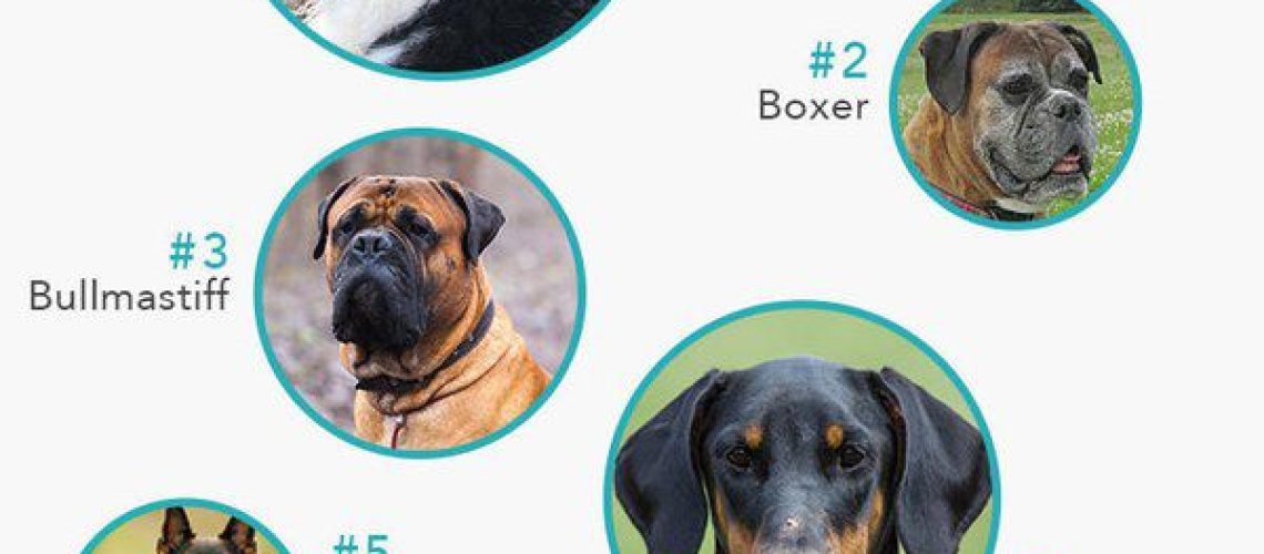 10 Best Dog Breeds for Protection-WildCreaturey