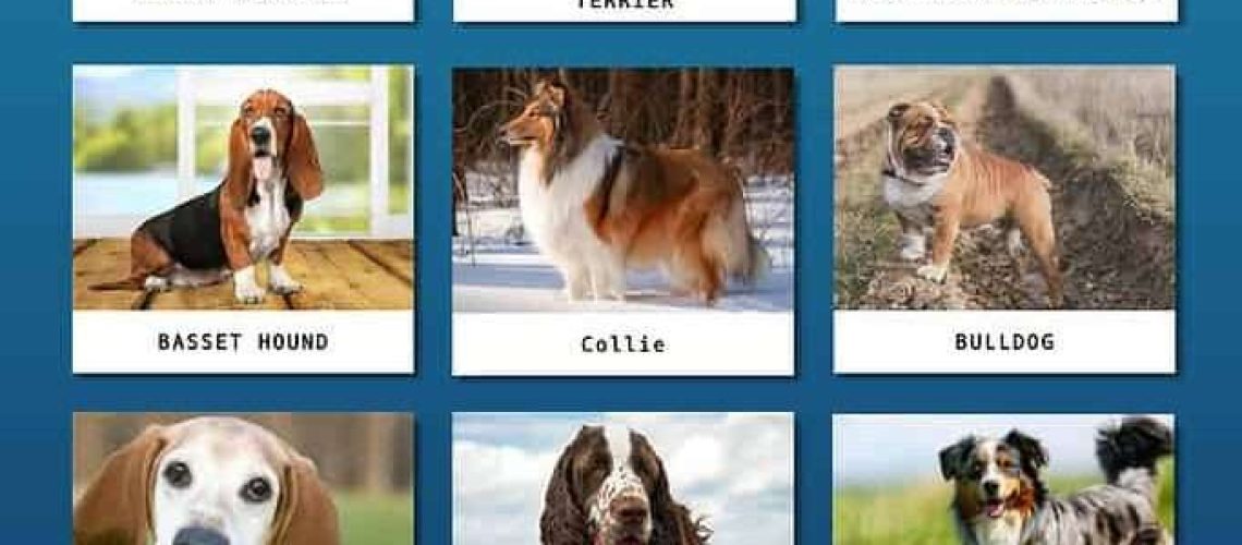 12 Best Dog Breeds for Kids and Families-WildCreaturey